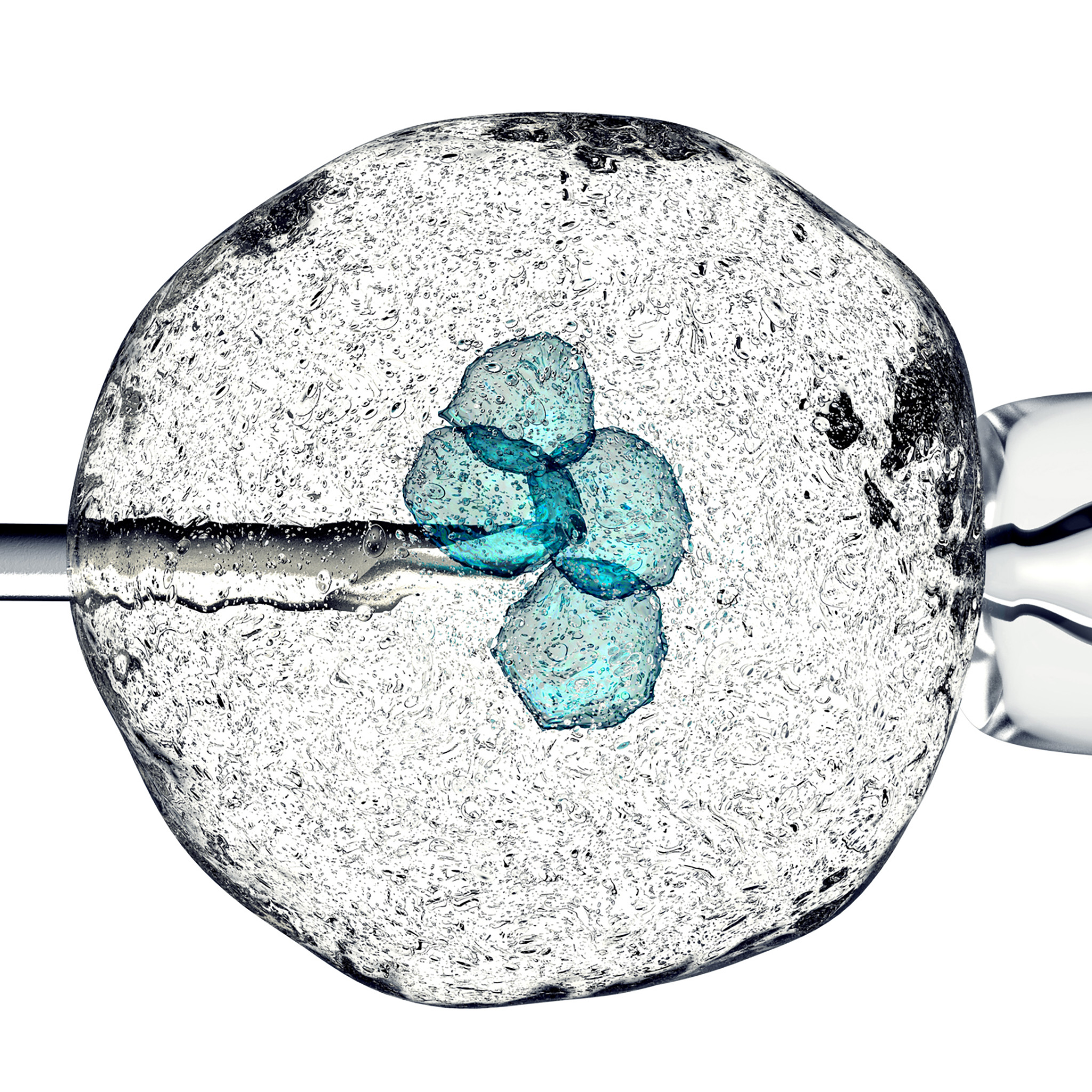 Stem Cells