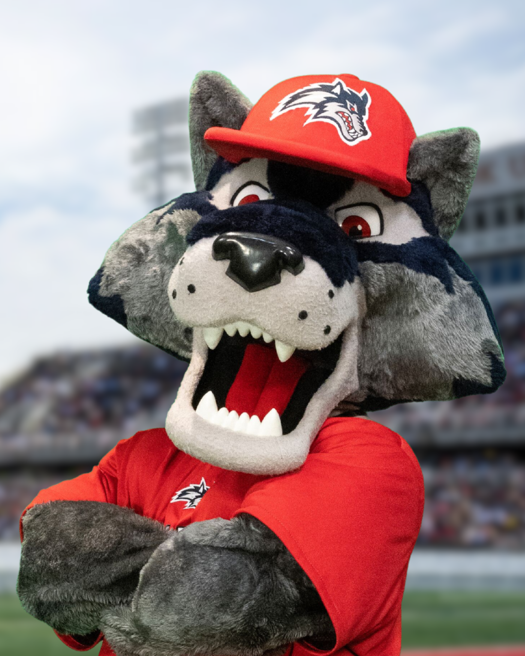 Headshot of Wolfie, Stony Brook University's mascot
