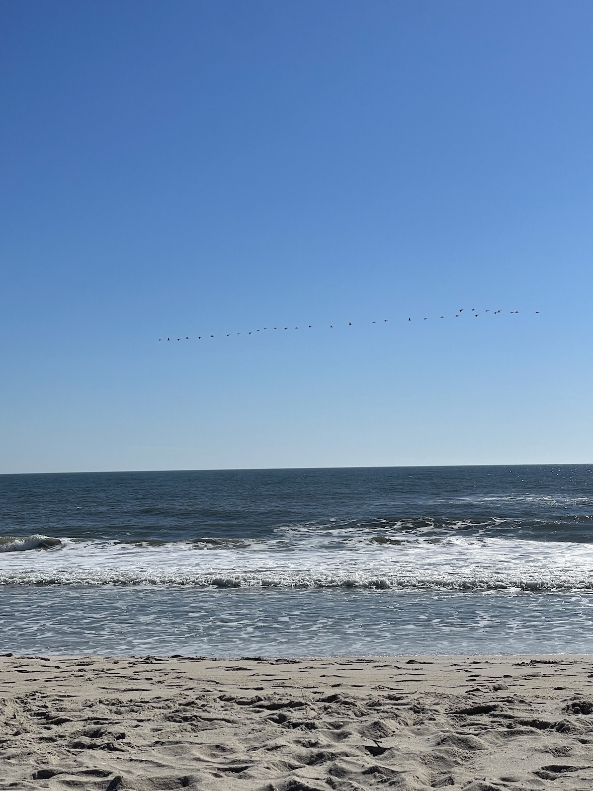 A flock of birds flying over the beach