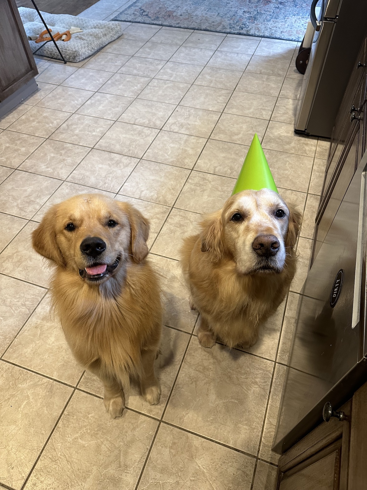 Finn and Arfur on Finn's birthday